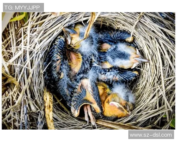 扣鸟与其背后含义的深度解析与探讨 扣鸟与其背后含义的深度解析与探讨